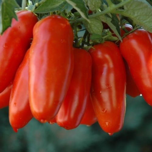 San Marzano